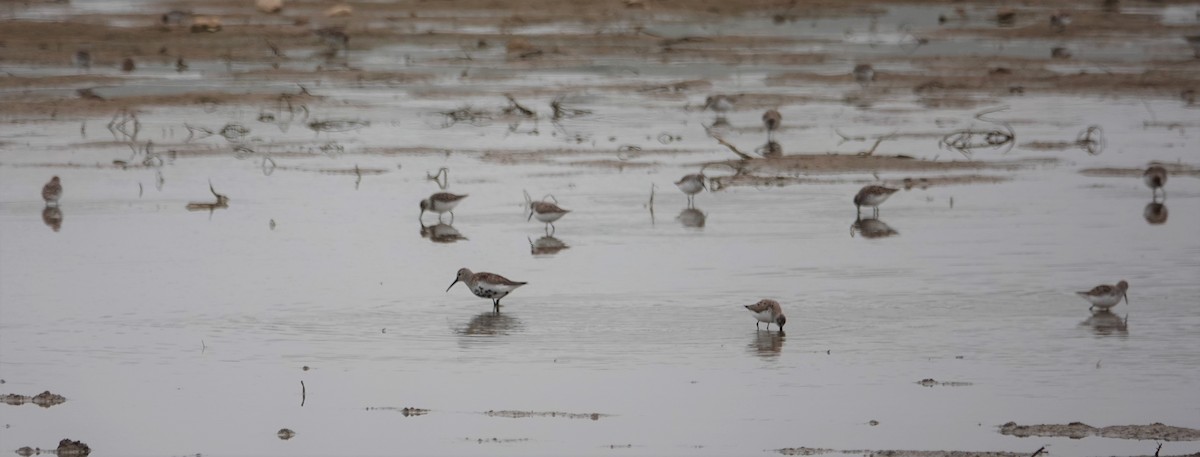 Dunlin - ML322553831