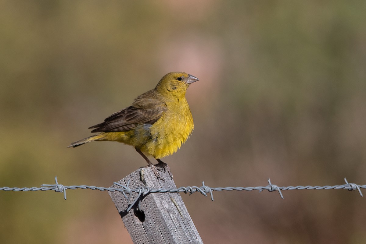 Greenish Yellow-Finch - ML322555331