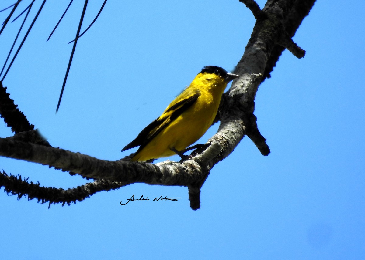 Yellow-faced Siskin - ML322556271