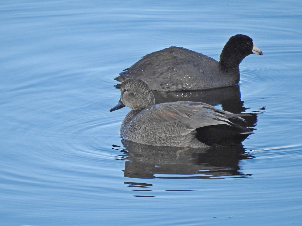 Gadwall - ML322557391