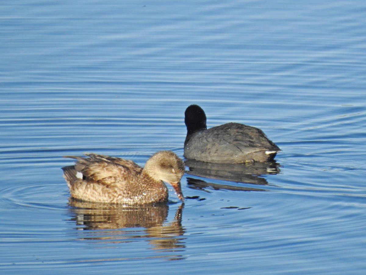 Gadwall - ML322557401