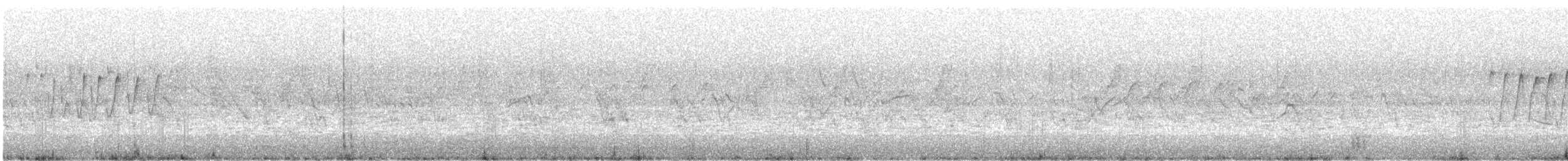 Pouillot de Bonelli - ML322557491