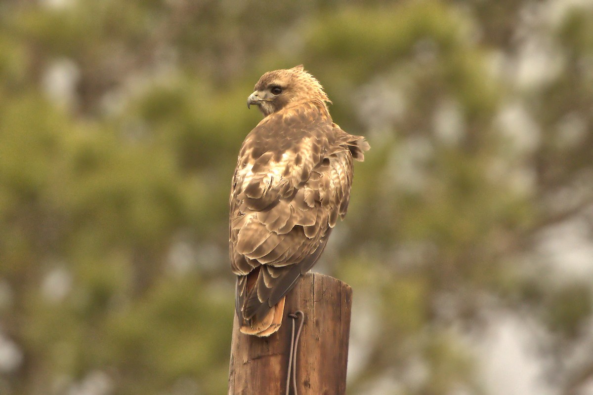 Red-tailed Hawk - Jason Leifester