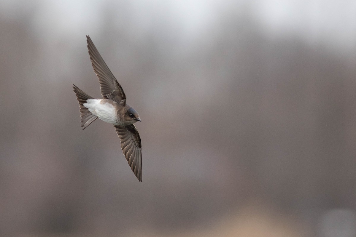 Gray-breasted Martin - Doug Gochfeld