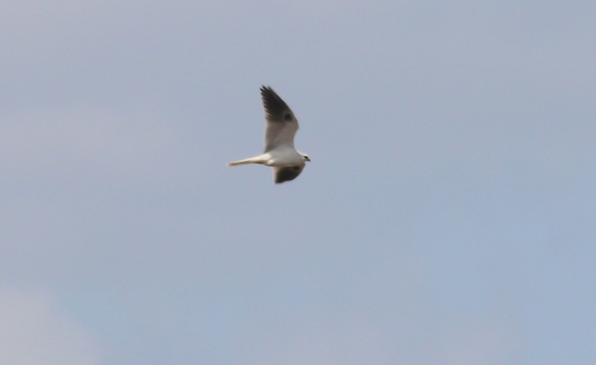 White-tailed Kite - ML322560281