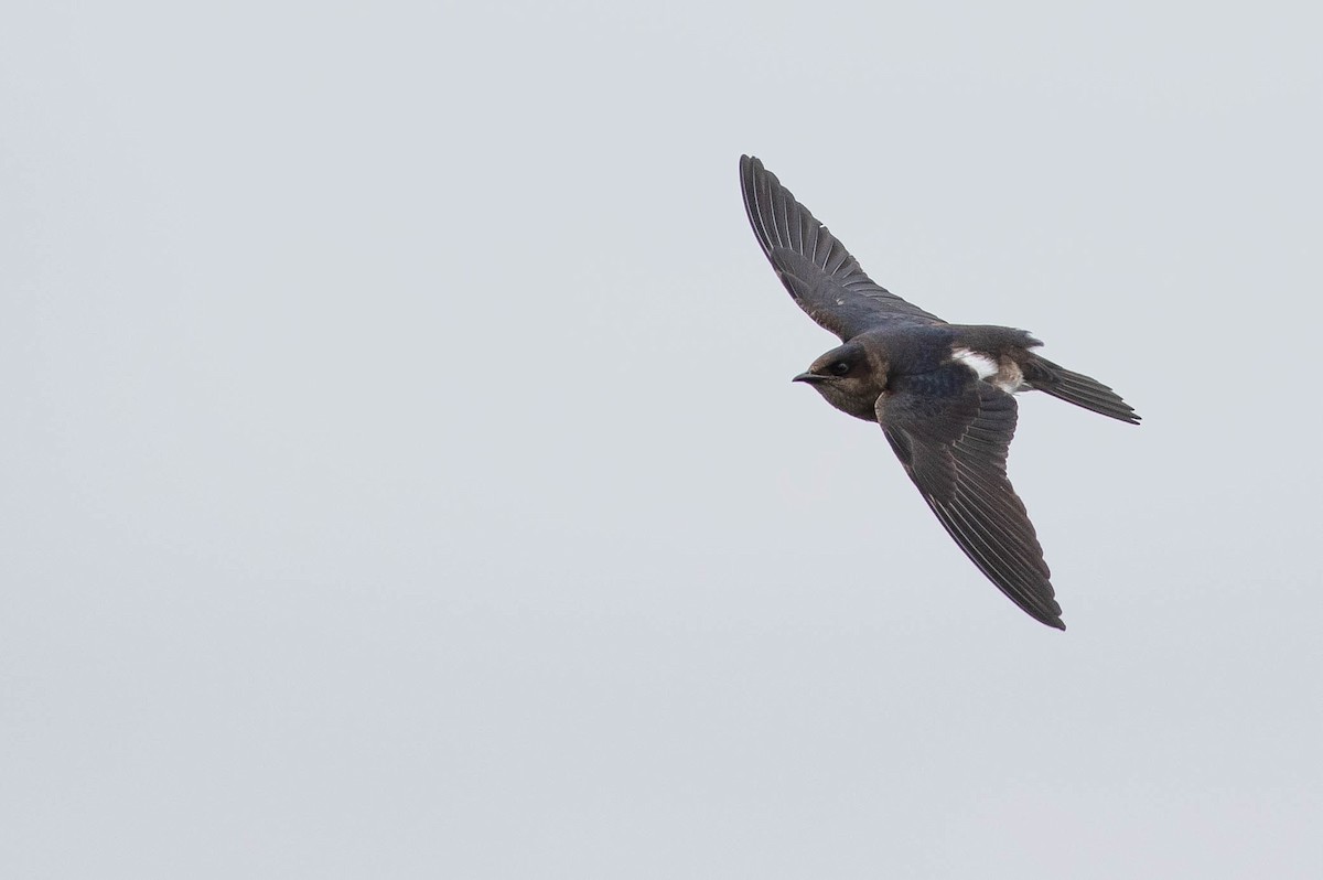 Gray-breasted Martin - Doug Gochfeld