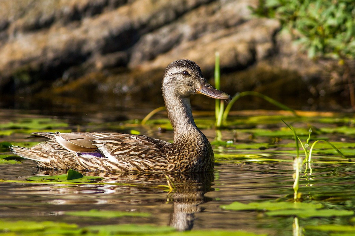 Mallard - ML32256071