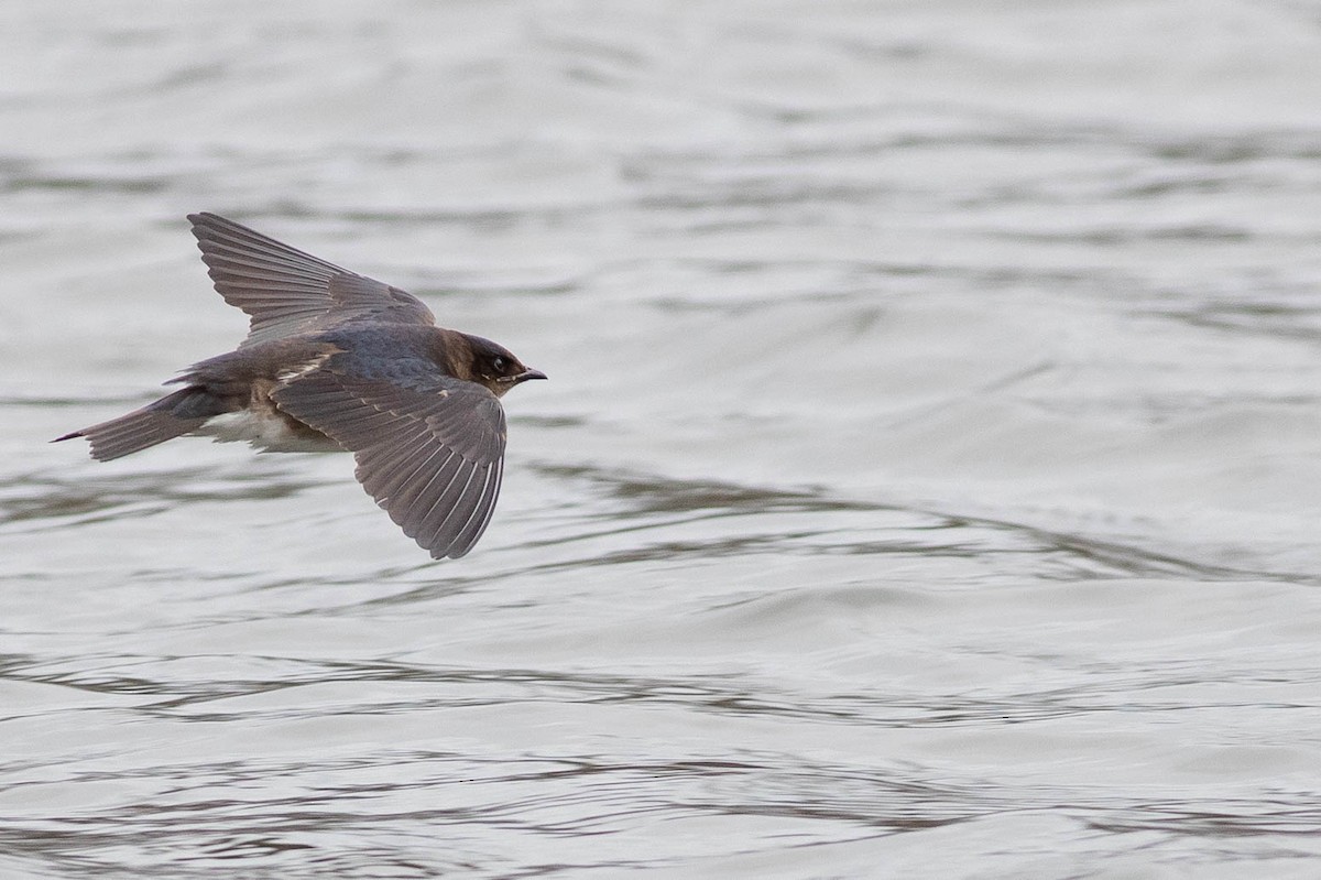 Gray-breasted Martin - Doug Gochfeld