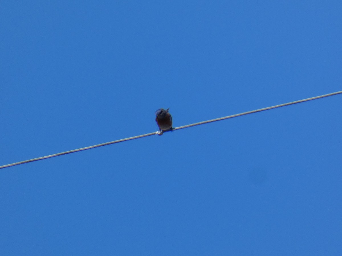 Western Bluebird - ML322562371