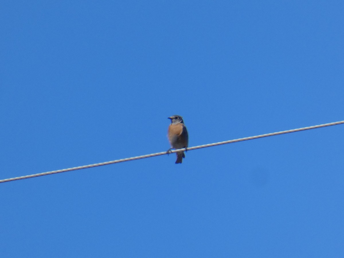 Western Bluebird - ML322562381