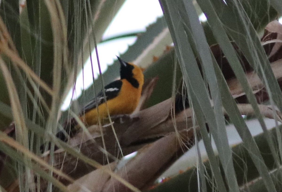 Hooded Oriole - ML322562551