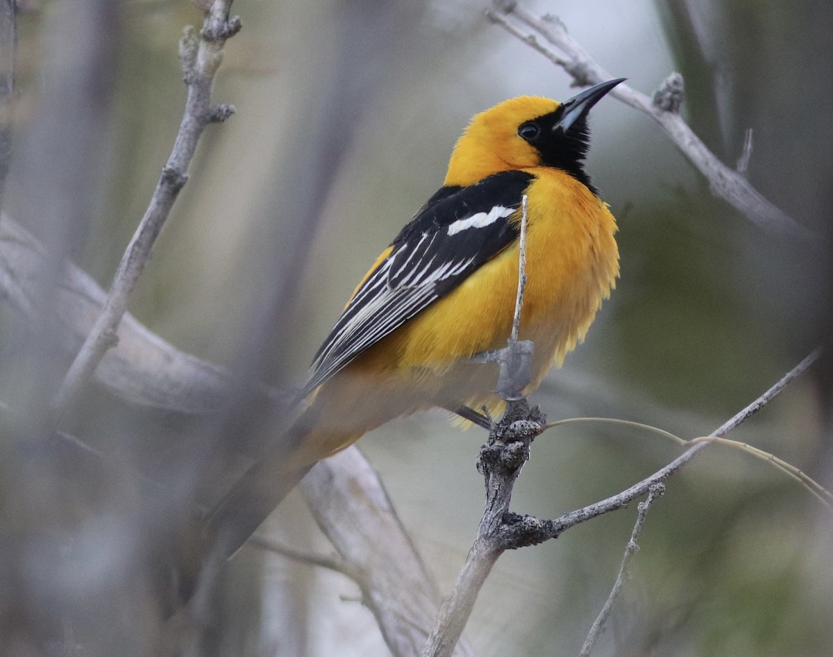 Hooded Oriole - ML322562591