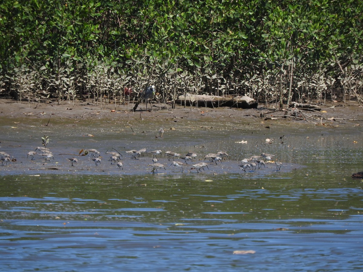 Western Sandpiper - Luis  Morales