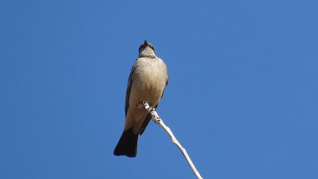 Рыжебрюхий фиби - ML322563121