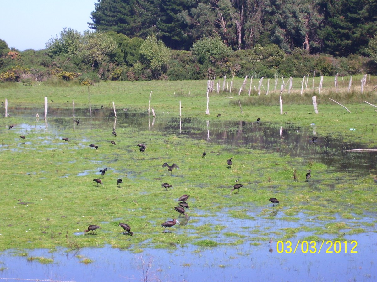 White-faced Ibis - ML322563491