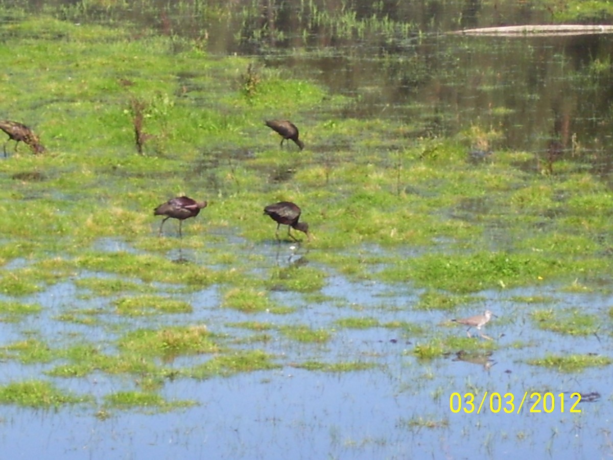 White-faced Ibis - MARÍA ACUÑA