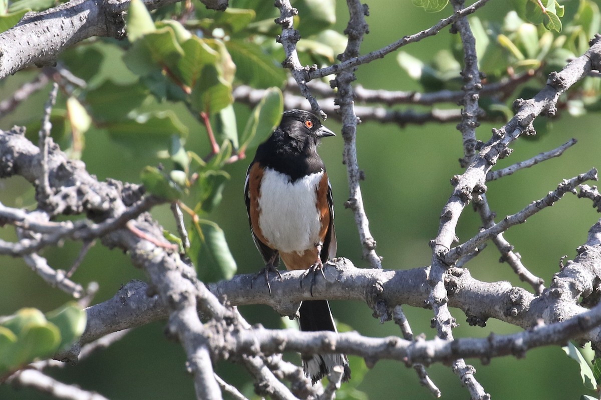 Spotted Towhee - Tom Fangrow