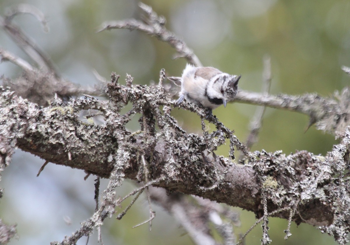 Crested Tit - Alexander Lees