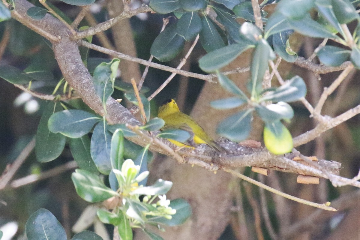 Wilson's Warbler - Tom Fangrow