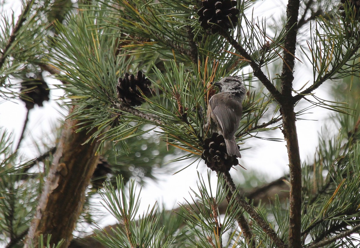 Crested Tit - Alexander Lees