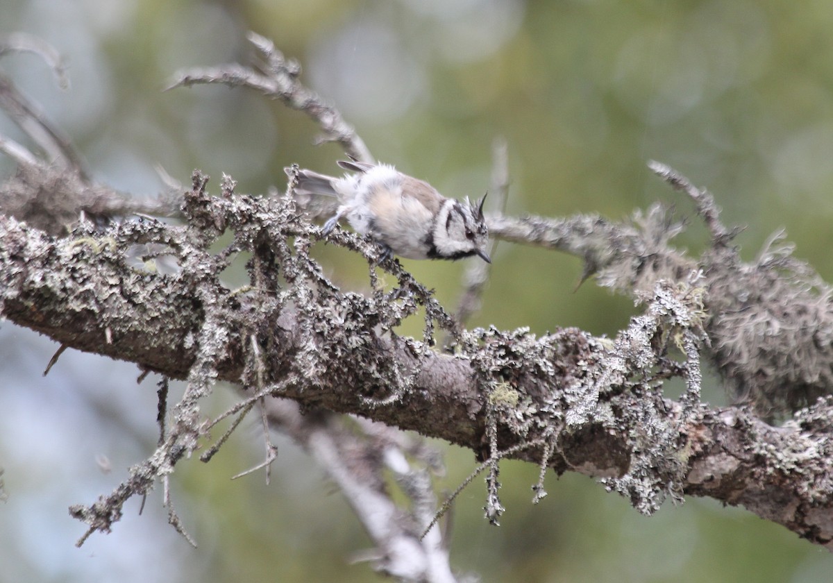 Crested Tit - Alexander Lees