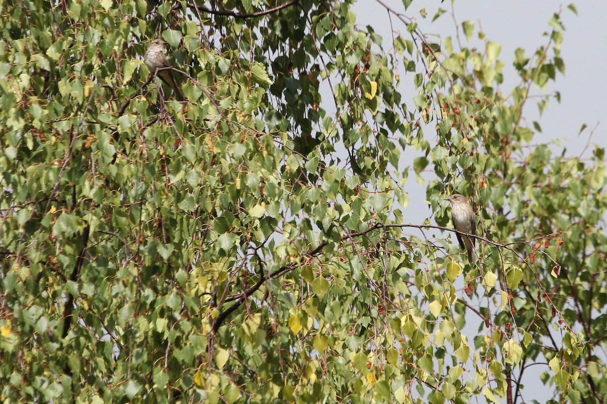 Spotted Flycatcher - Alexander Lees