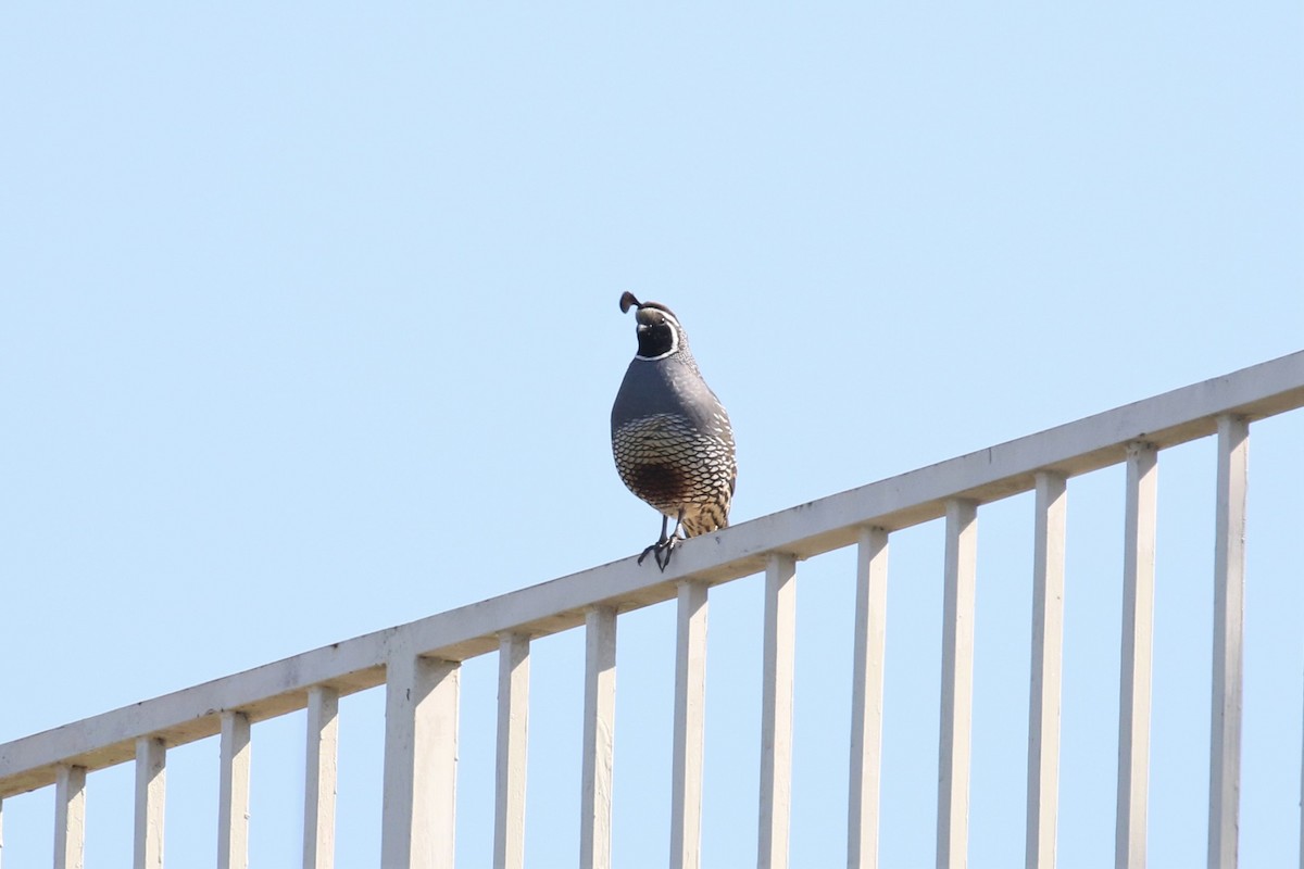 California Quail - ML322567041