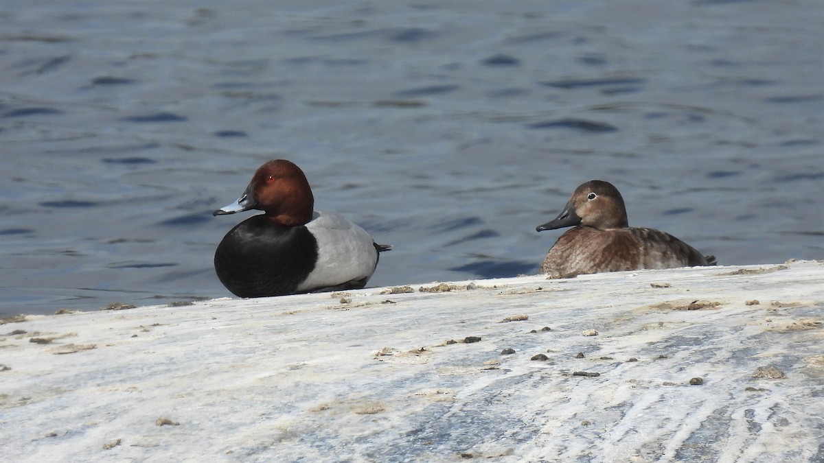 Common Pochard - Joren van Schie