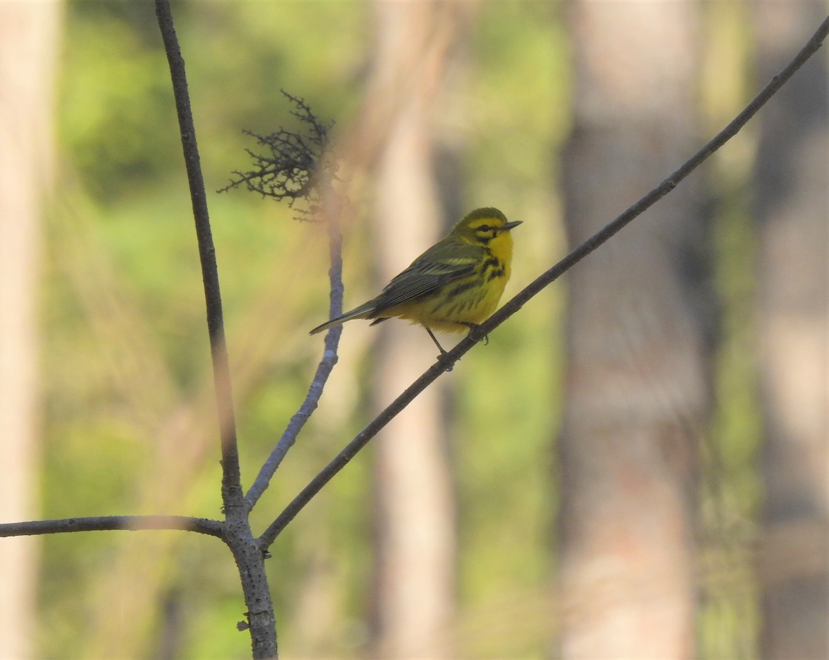 Prairie Warbler - ML322568701