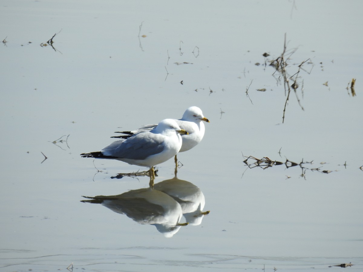 Ring-billed Gull - ML322569261