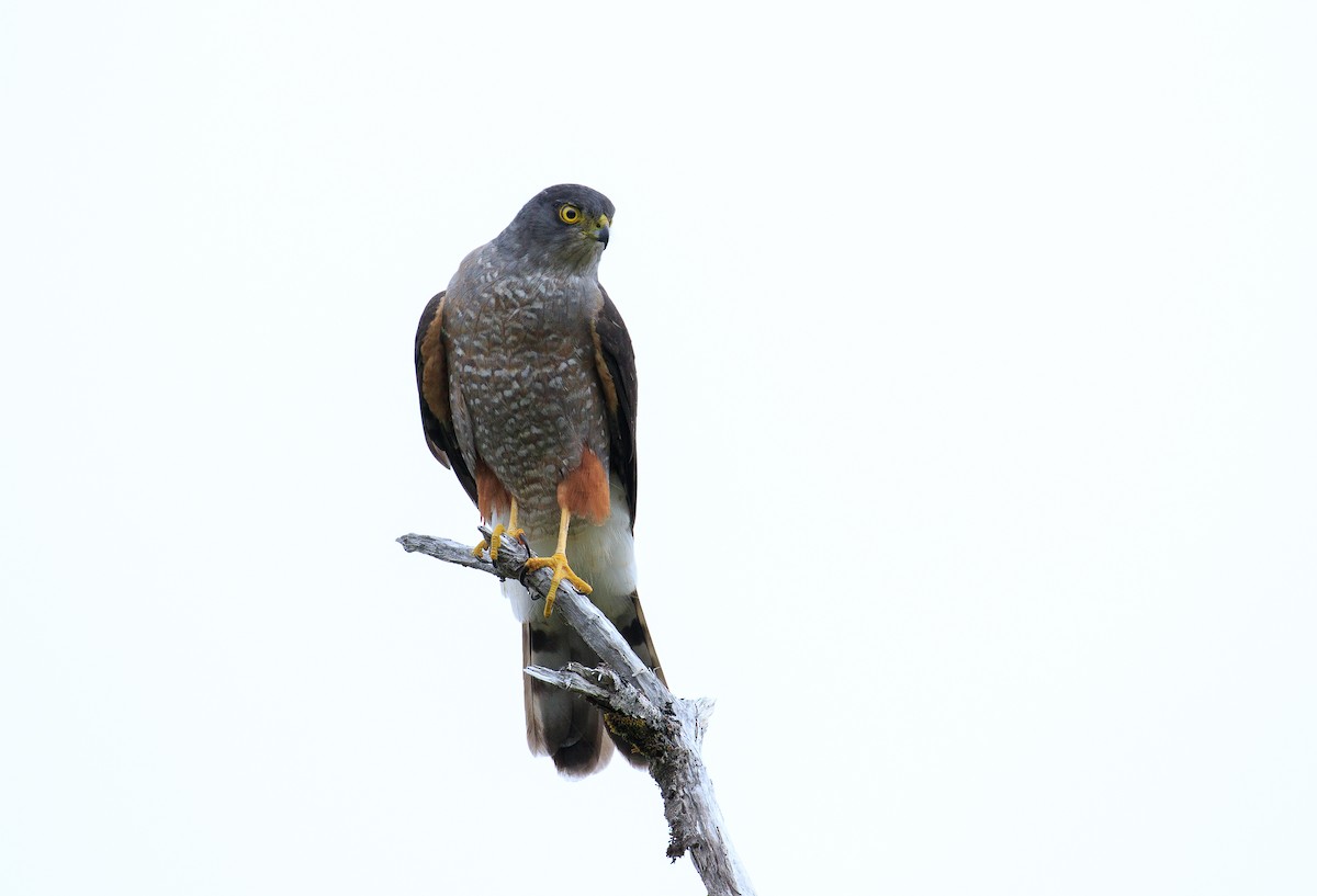 Chilean Hawk - Fabián Guerrero Benecke