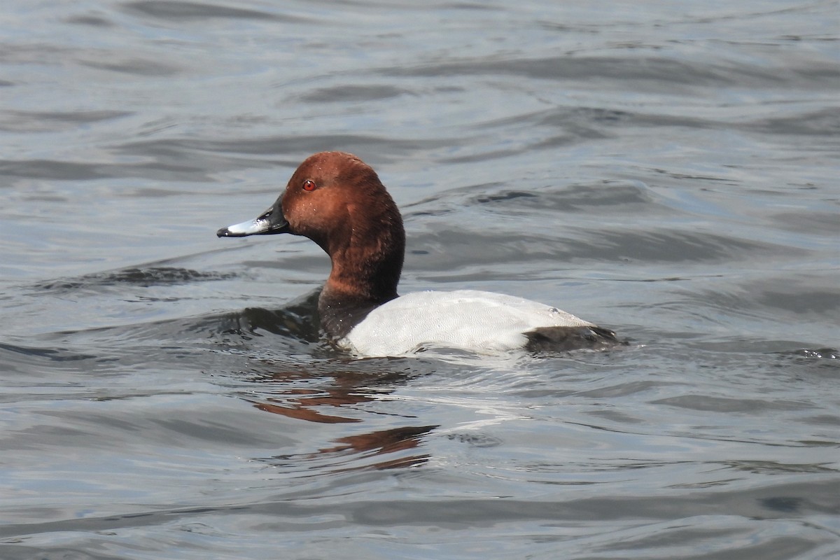 Common Pochard - Joren van Schie