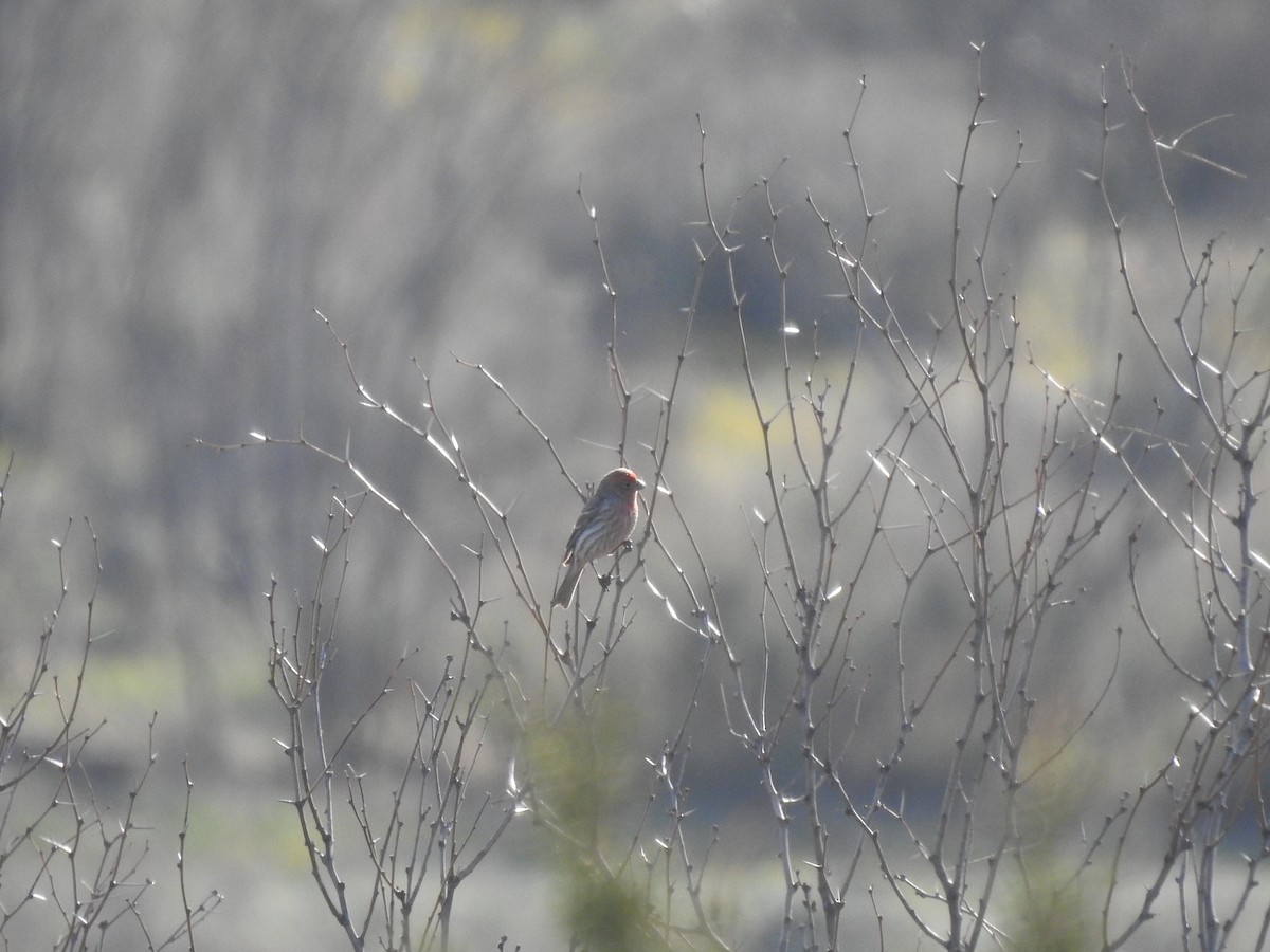 House Finch - ML322570091