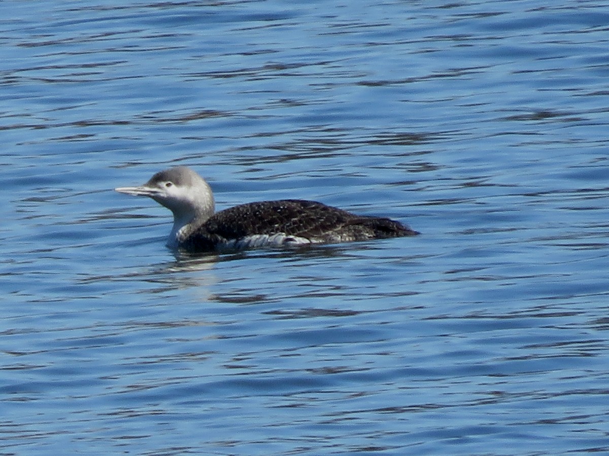 Red-throated Loon - ML322570401