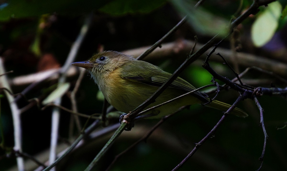 Golden-fronted Greenlet - David Ascanio