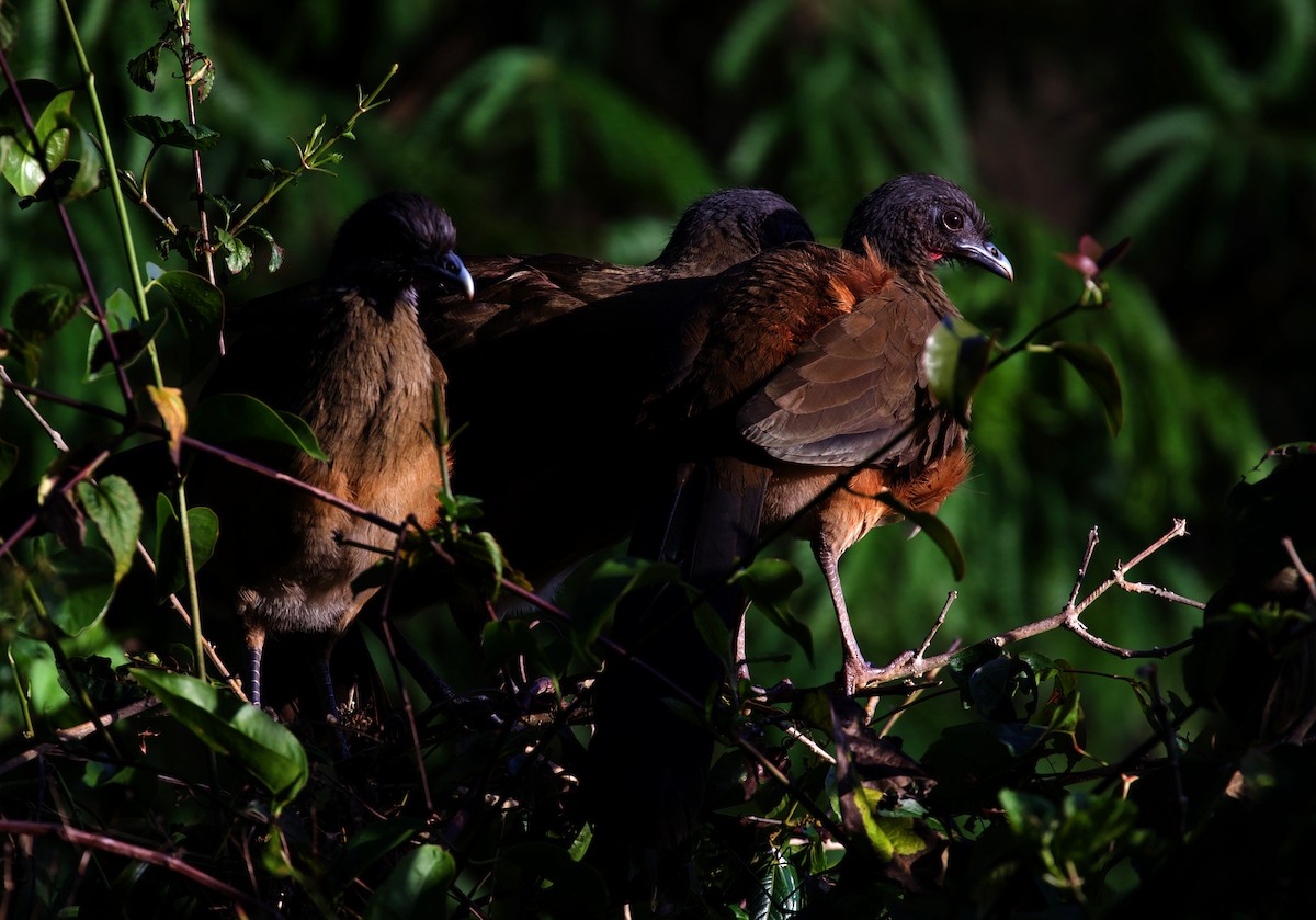 Rufous-vented Chachalaca - ML322571561