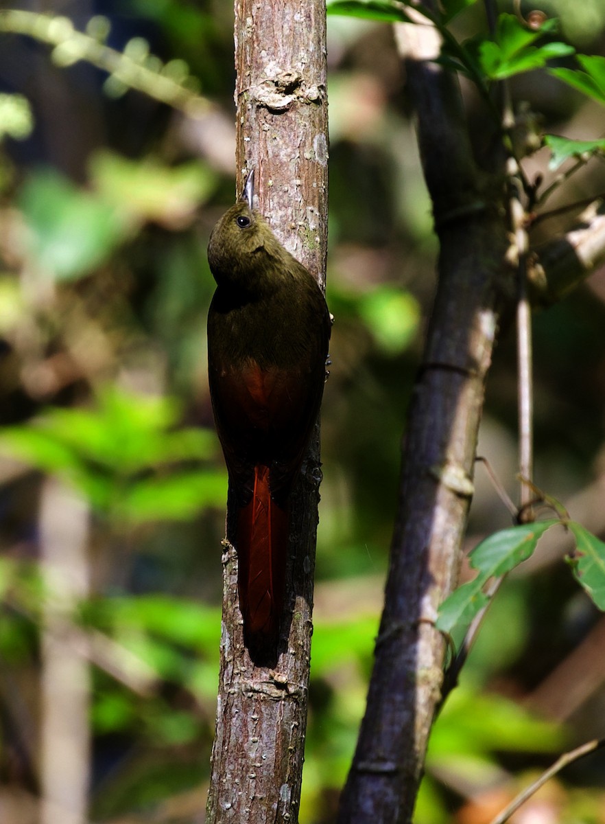 Olivaceous Woodcreeper - ML322571891