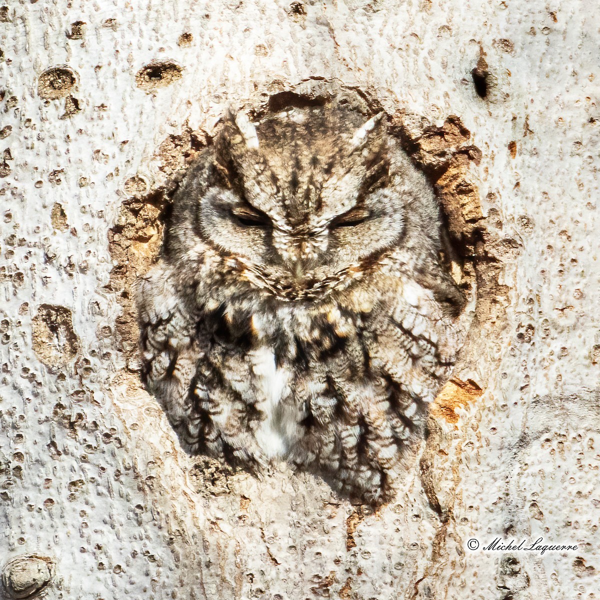 Eastern Screech-Owl - Michel Laquerre