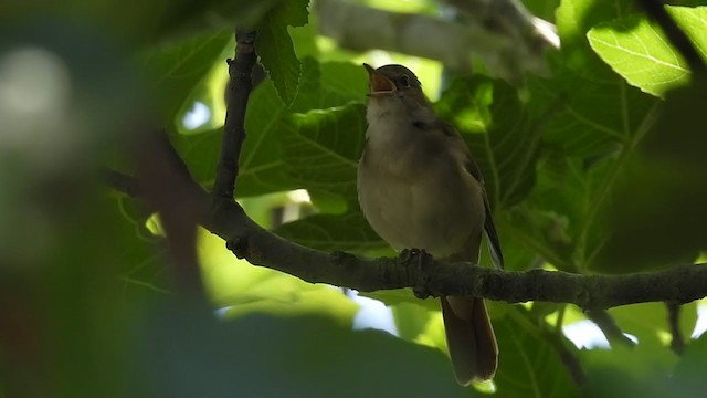 Common Nightingale - ML322572621