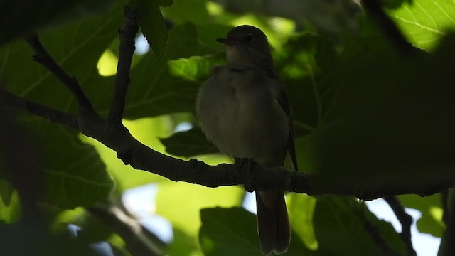 Common Nightingale - ML322572881