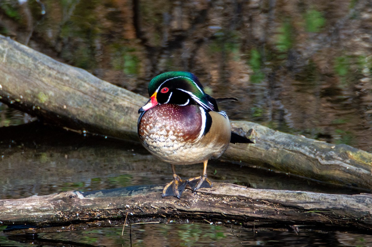 Wood Duck - ML322573871