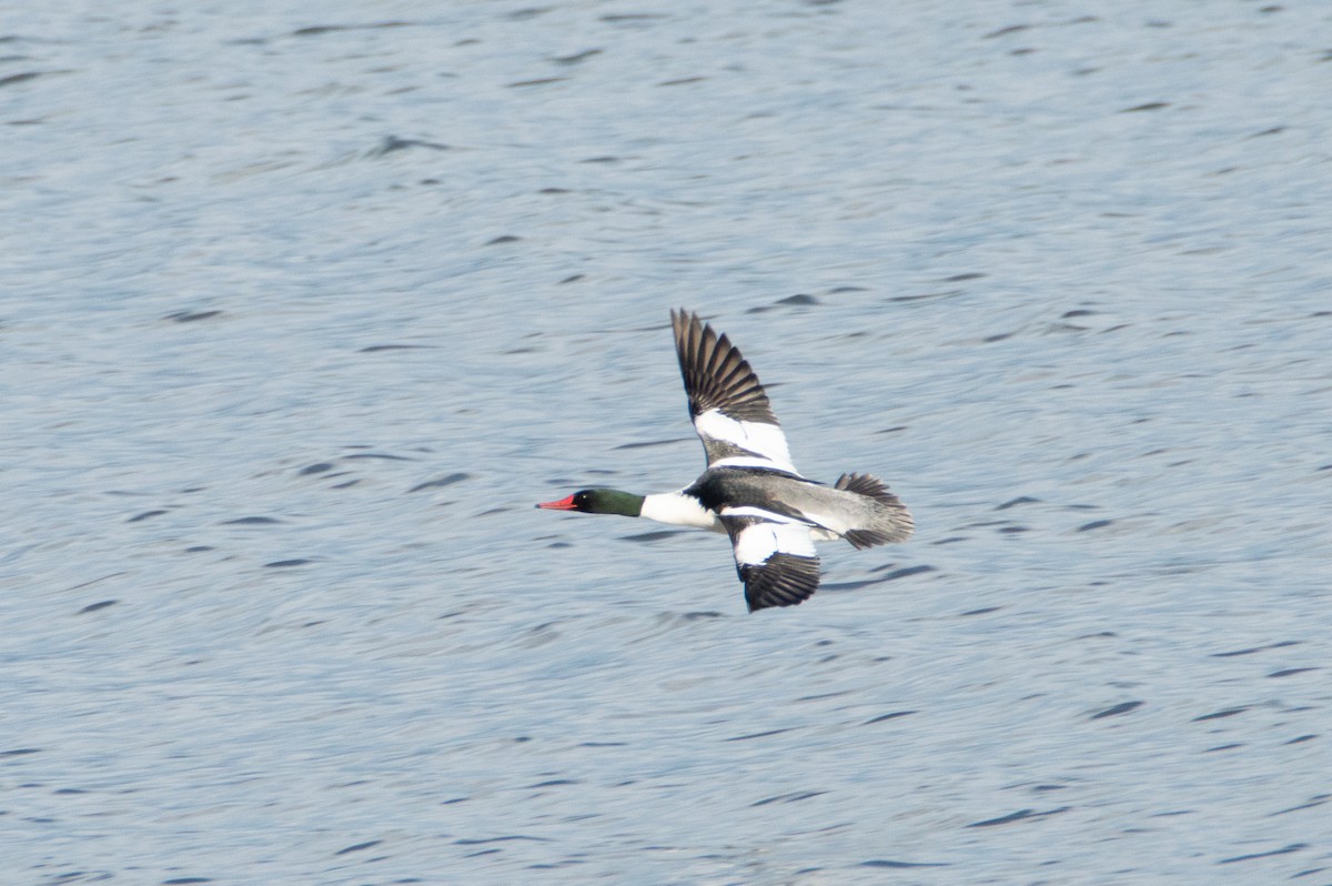 Common Merganser - ML322574091