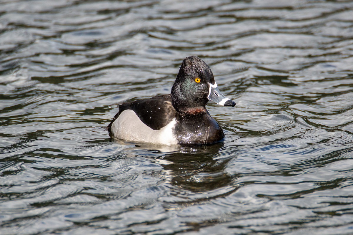 Ring-necked Duck - ML322575111