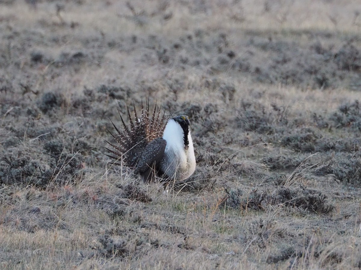 Beifußhuhn - ML322577781