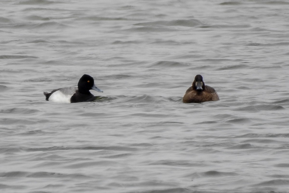 Lesser Scaup - Hin Ki  & Queenie  Pong