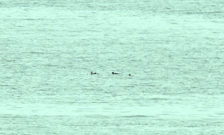 Common Scoter - Blair Whyte