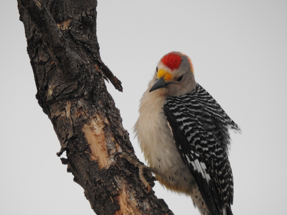 Golden-fronted Woodpecker - ML322582591