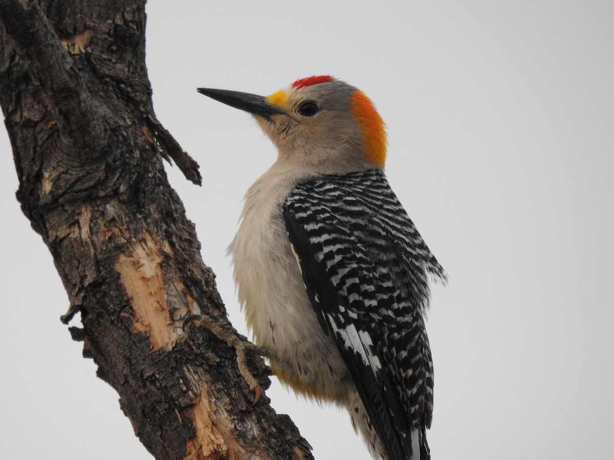 Golden-fronted Woodpecker - ML322582641