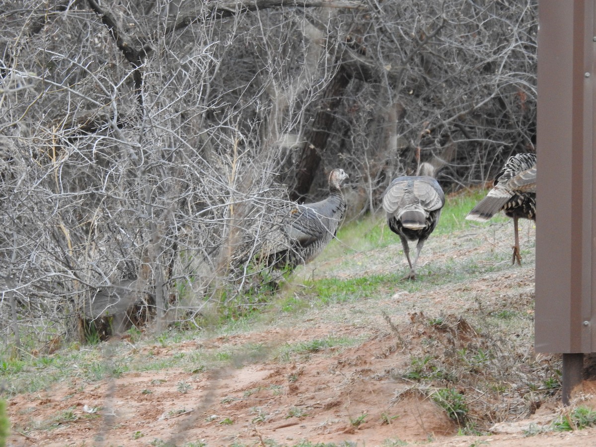 Guajolote Gallipavo - ML322582721