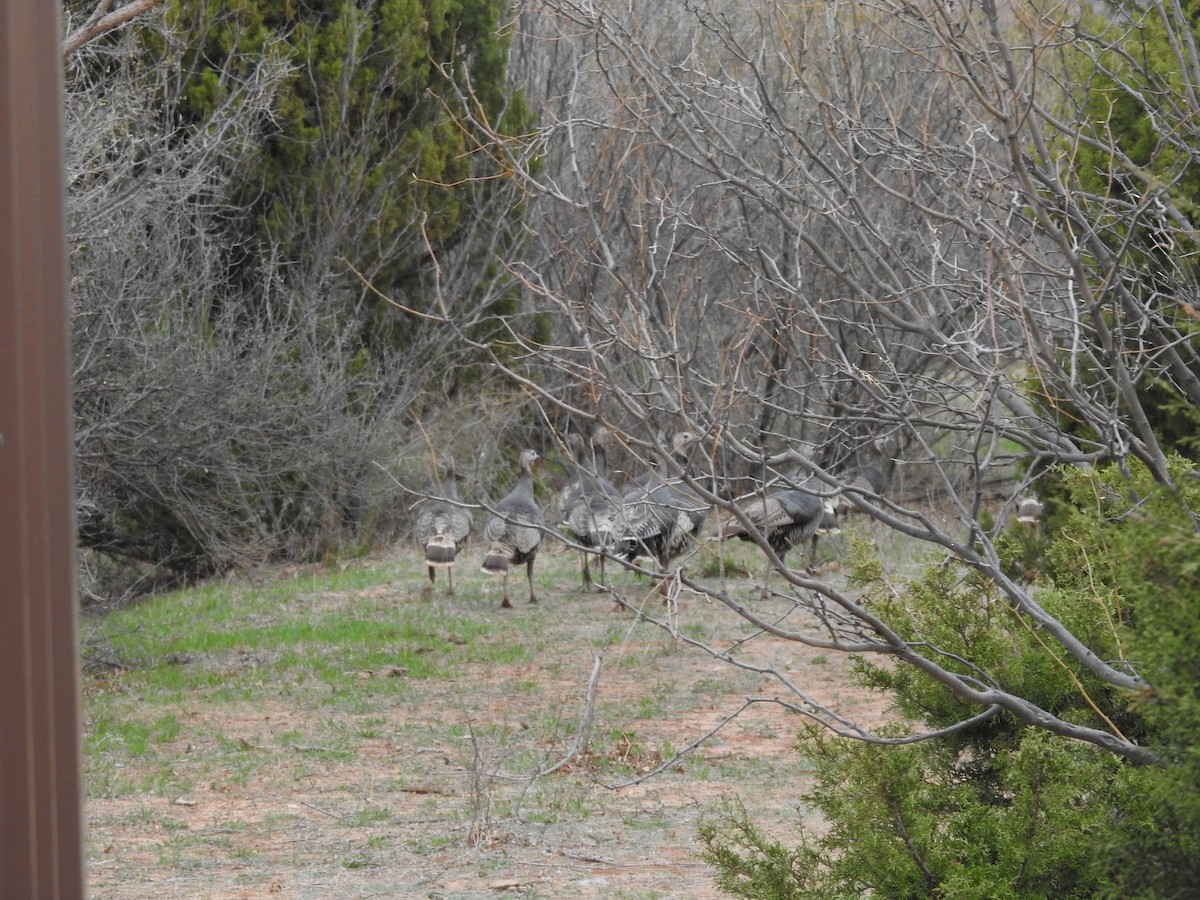 Wild Turkey - ML322582841